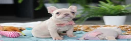 French Bulldog dogs for sale: Sofia - Ad 7
