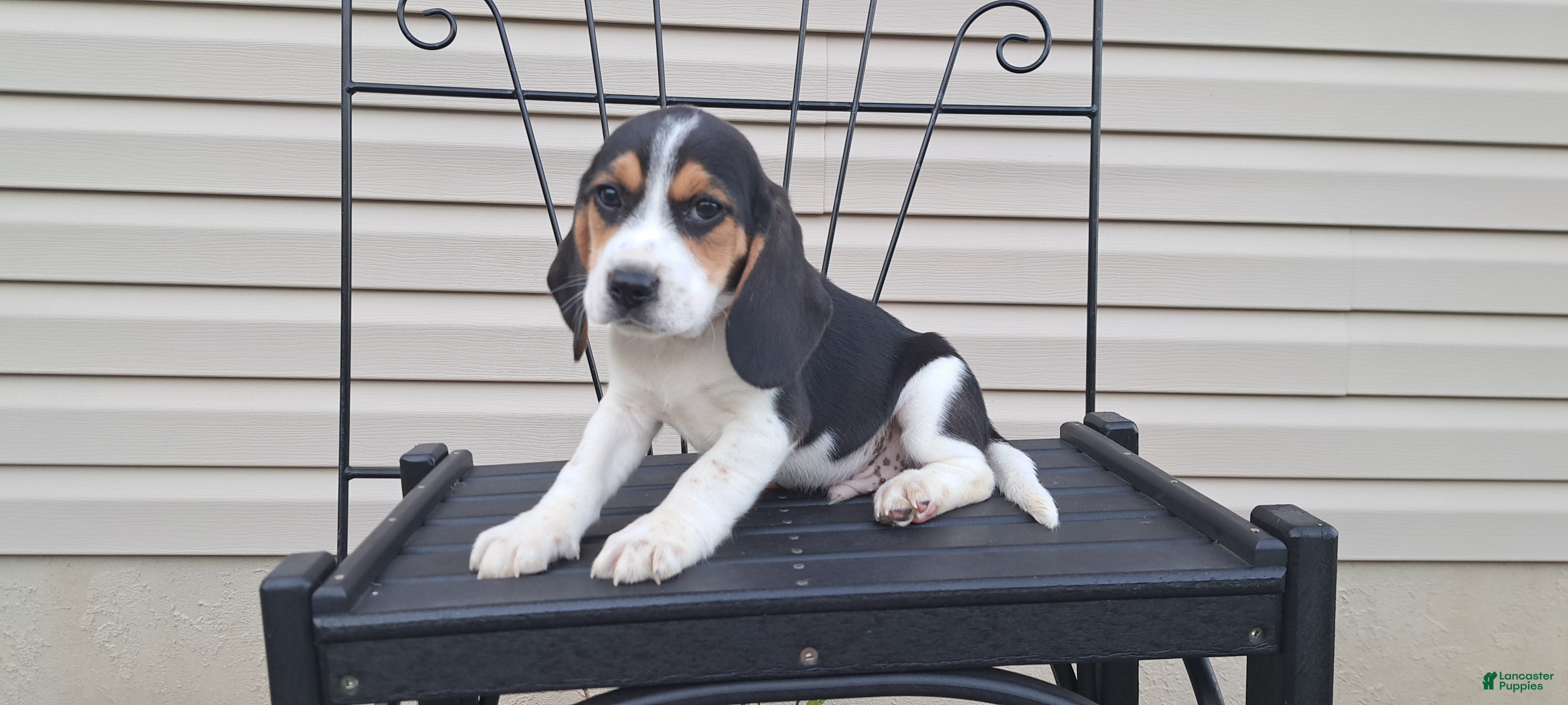 Beagle dogs DUKE - Ad 1