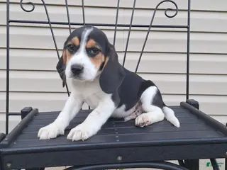 Beagle dogs for sale: DUKE - Ad 4