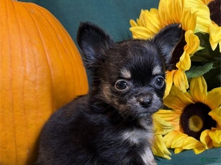 Chihuahua dogs - Ad 13