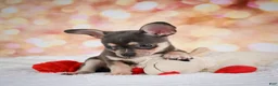Chihuahua dogs for sale: Dallas - Ad 7