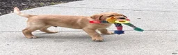 Labrador Retriever dogs for sale: Buddy - Ad 6