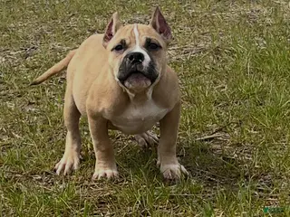 American Bully dogs for sale: American Bully Puppy 1 - Ad 2