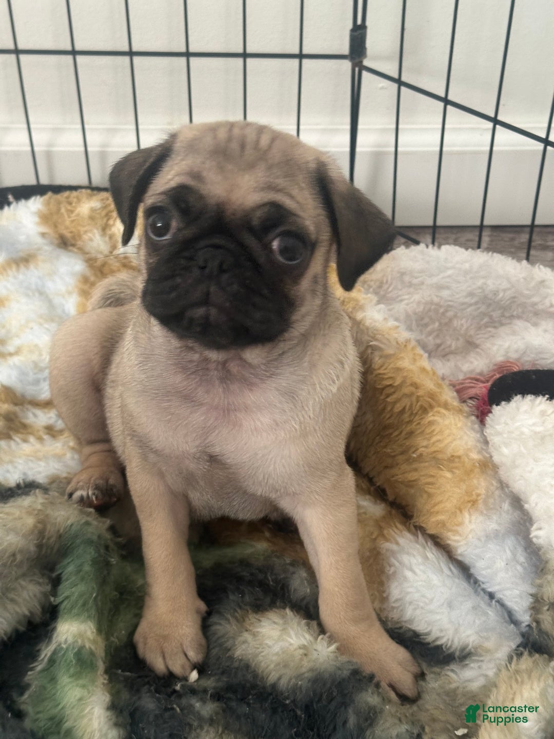 Pug dogs for sale: Zeus - Ad 1