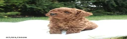 Miniature Poodle dogs for sale: Riley - Ad 3