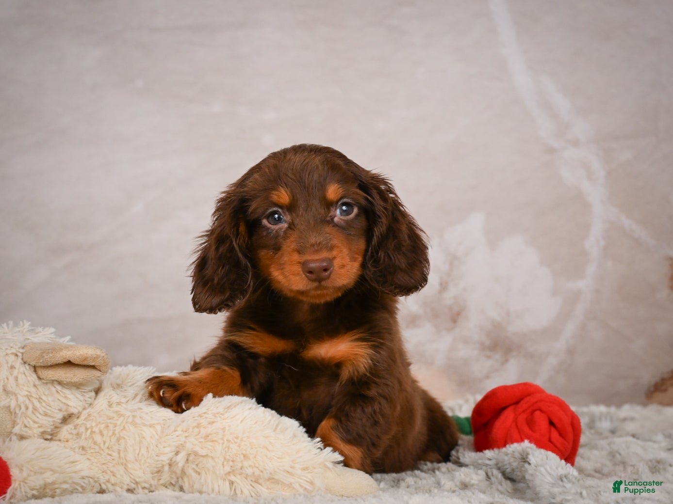 Miniature Dachshund dogs Spencer - Ad 1