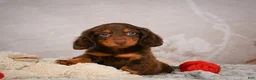 Miniature Dachshund dogs for sale: Spencer - Ad 1
