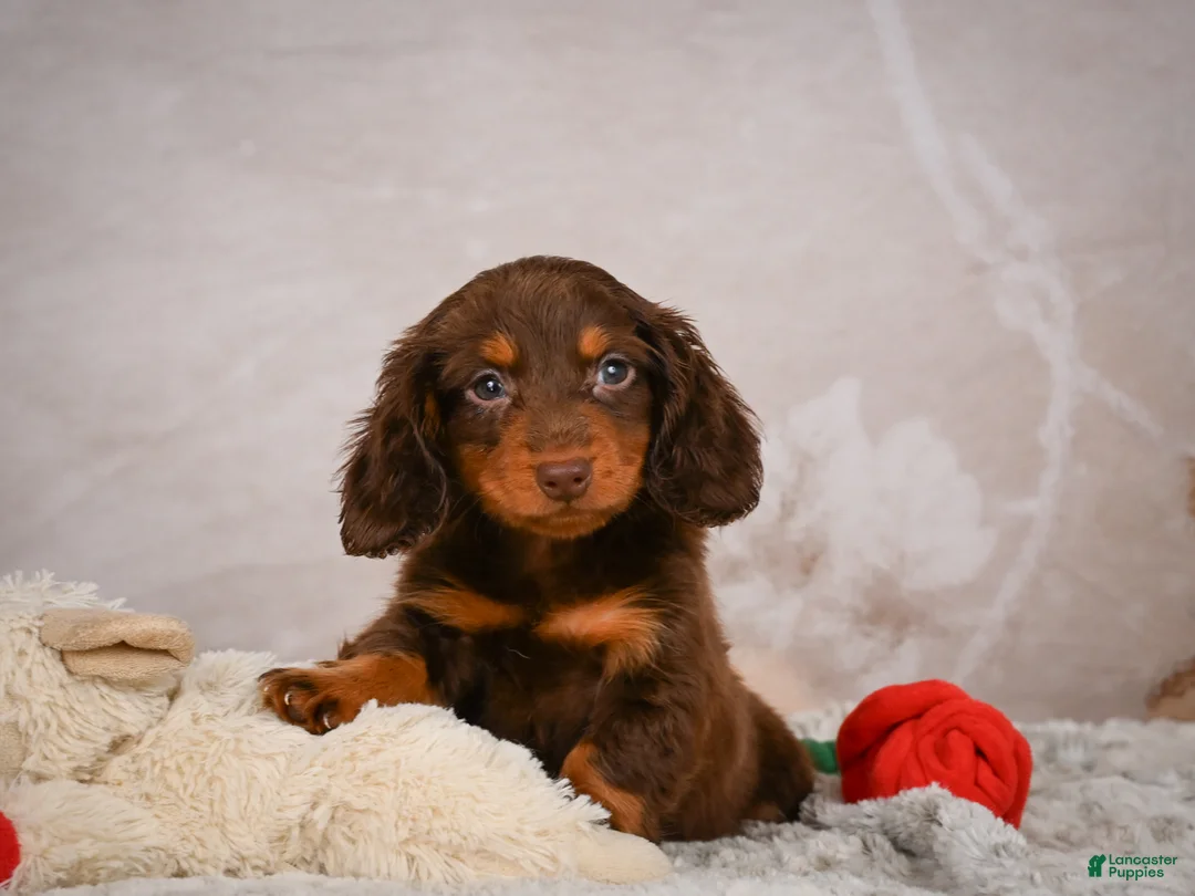 Miniature Dachshund dogs for sale: Spencer - Ad 1