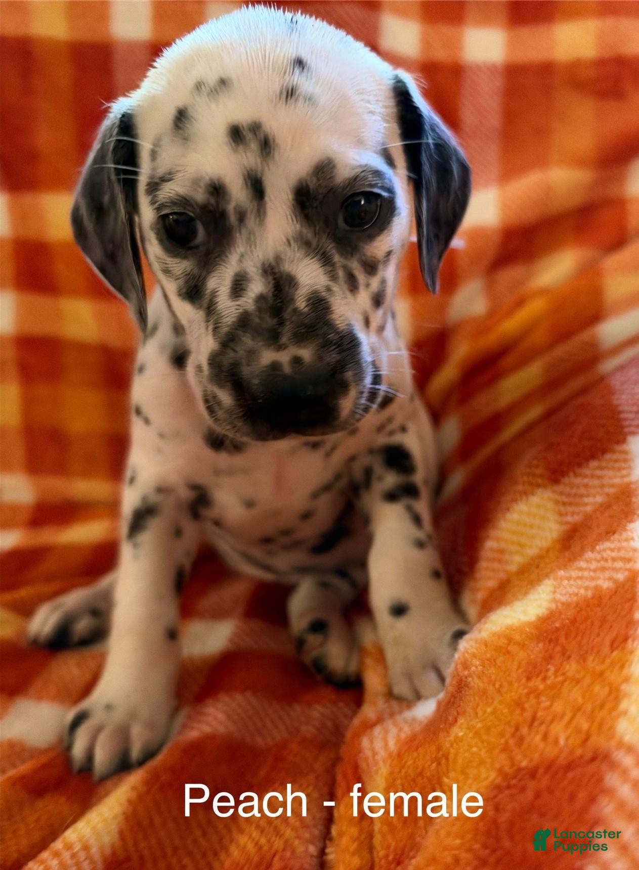 Dalmatian dogs Peach - Ad 35