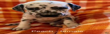 Peach
