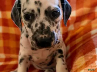 Dalmatian dogs Peach - Ad 35