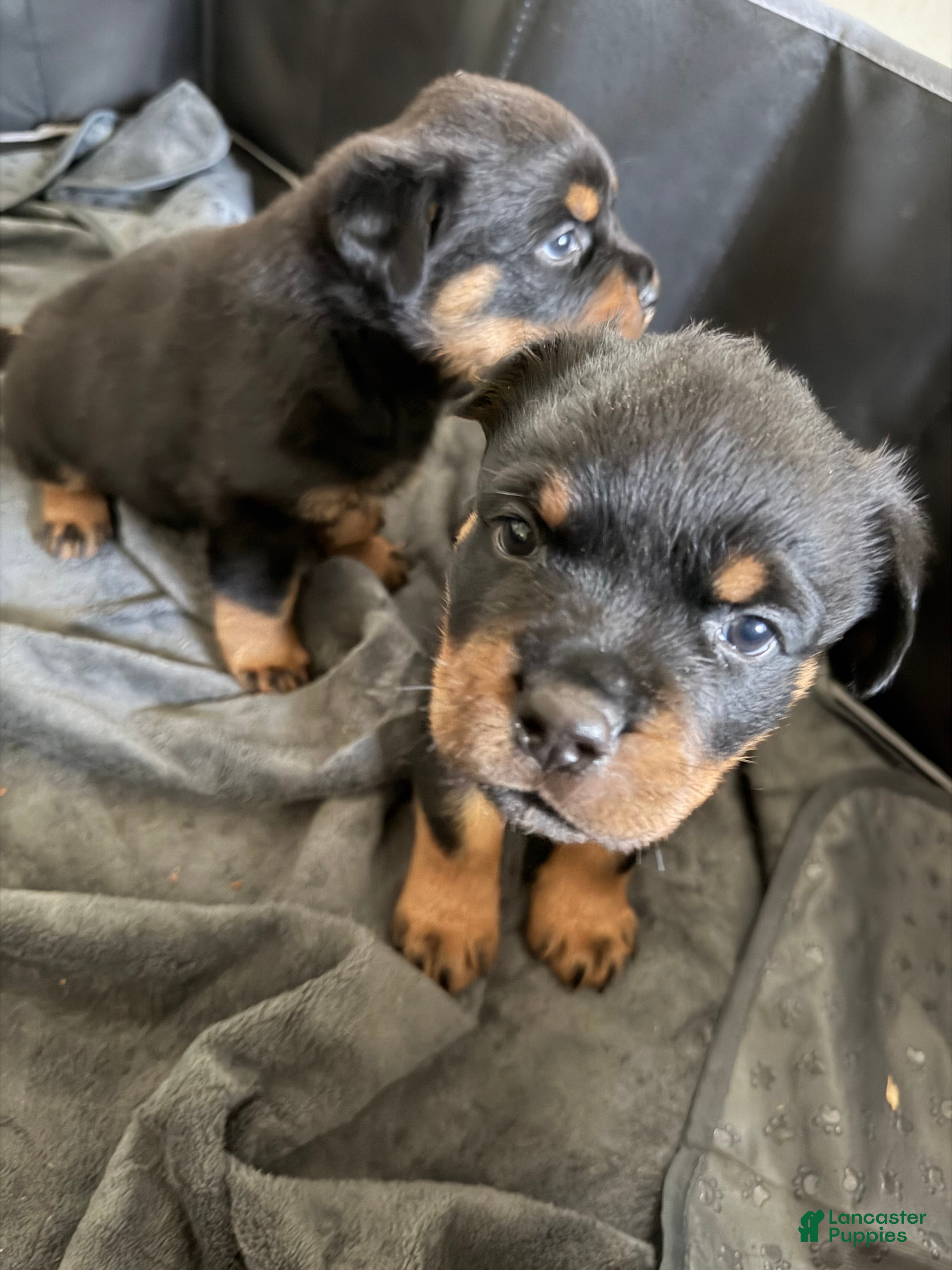 Rottweiler dogs Rottweiler 1 - Ad 1