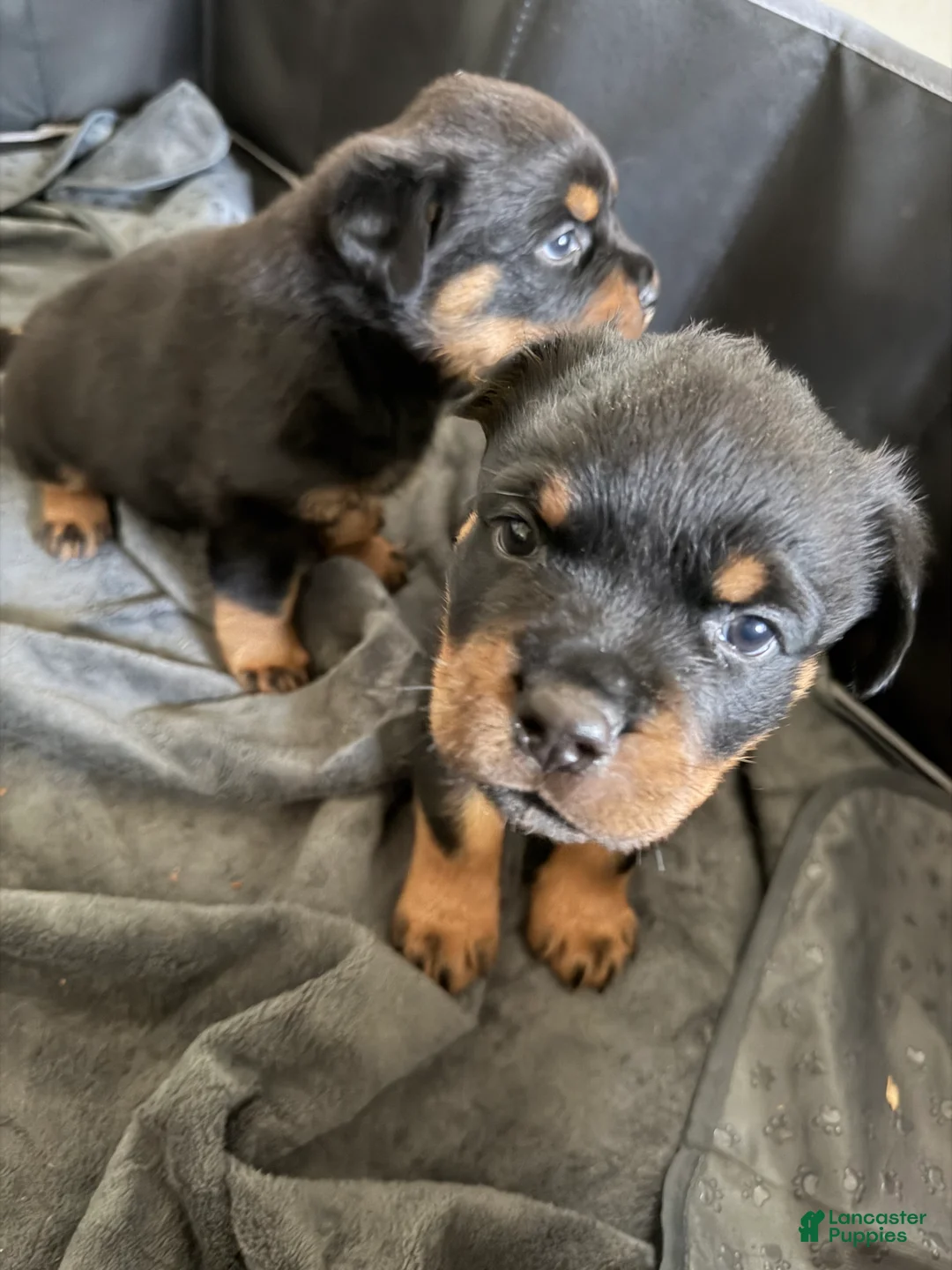 Rottweiler dogs for sale: Rottweiler 1 - Ad 1