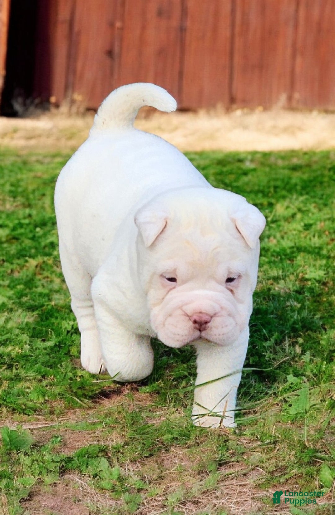 Shar Pei dogs for sale: Snow mini  - Ad 12