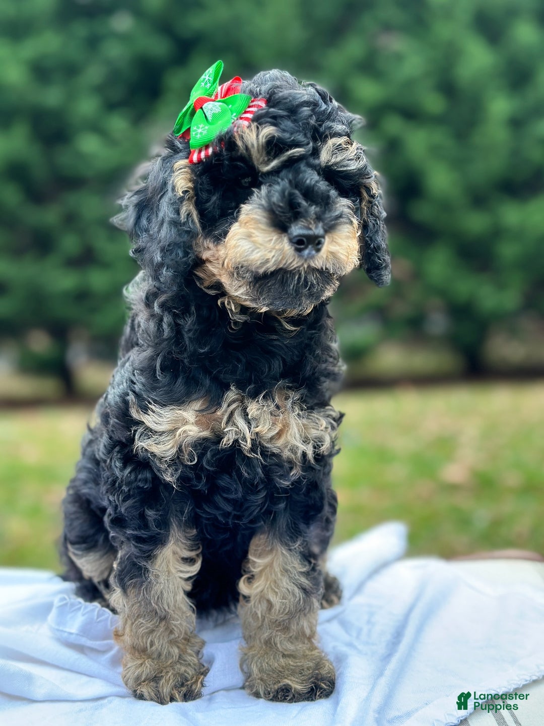 Miniature Poodle dogs for sale: Fiona - Ad 6