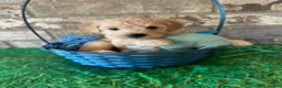 Schnoodle dogs for sale: Gucci - Ad 5