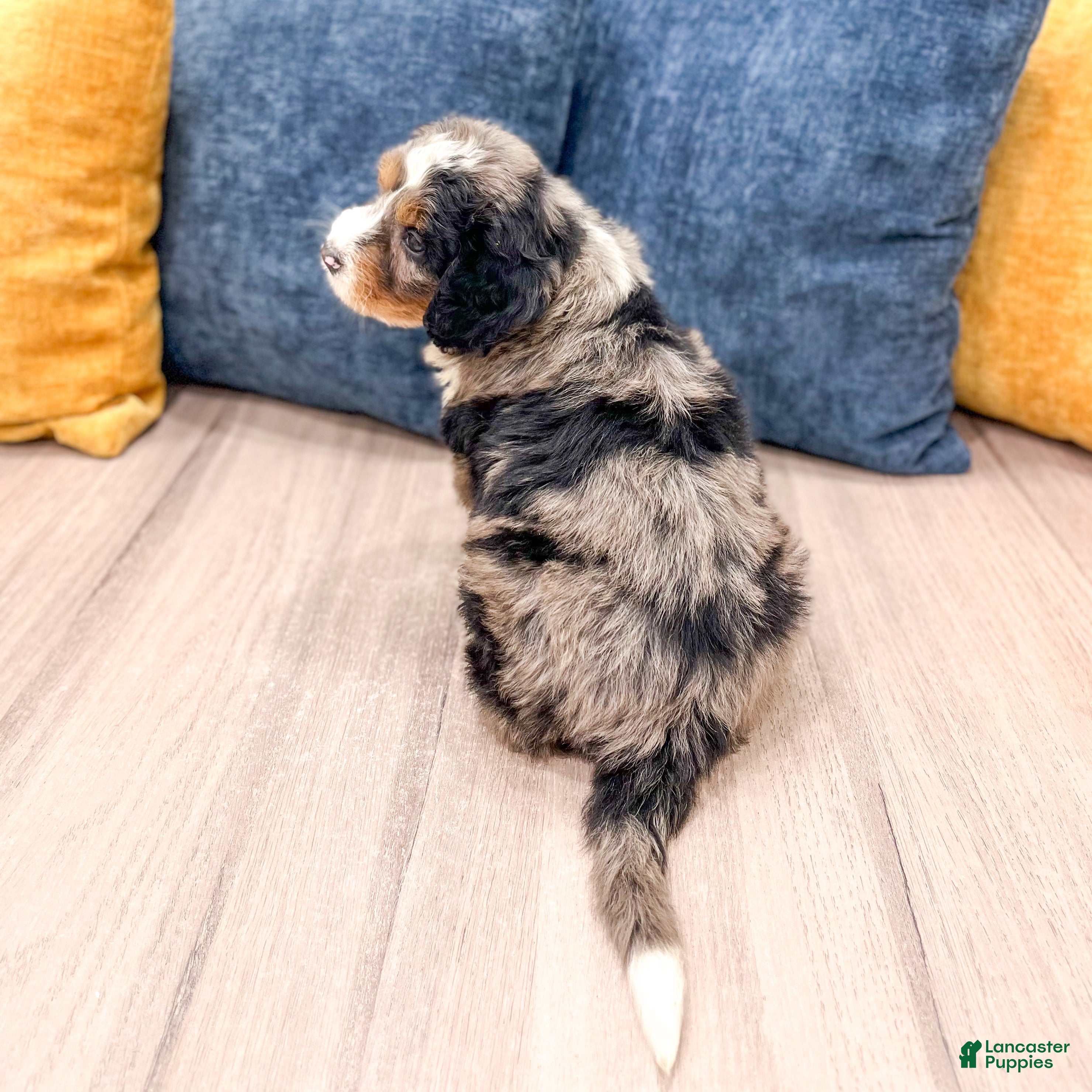 Mini Bernedoodle dogs for sale: Rusty - Ad 5
