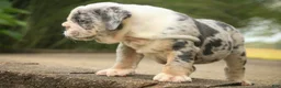 English Bulldog dogs for sale: Seth English Bulldog  - Ad 8