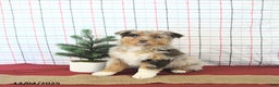 Australian Shepherd dogs for sale: Jingle  - Ad 1