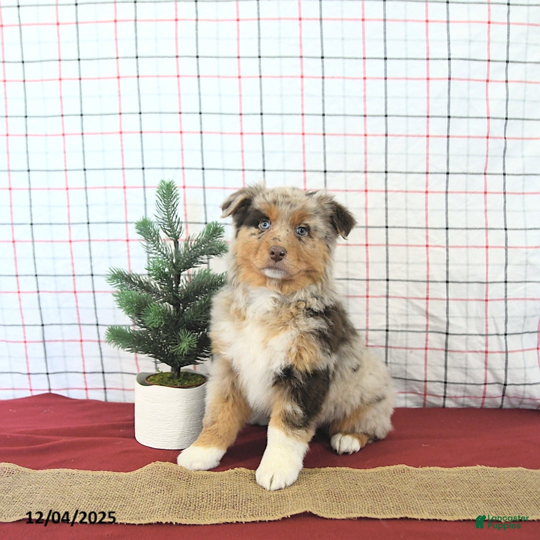Australian Shepherd dogs for sale: Jingle  - Ad 1