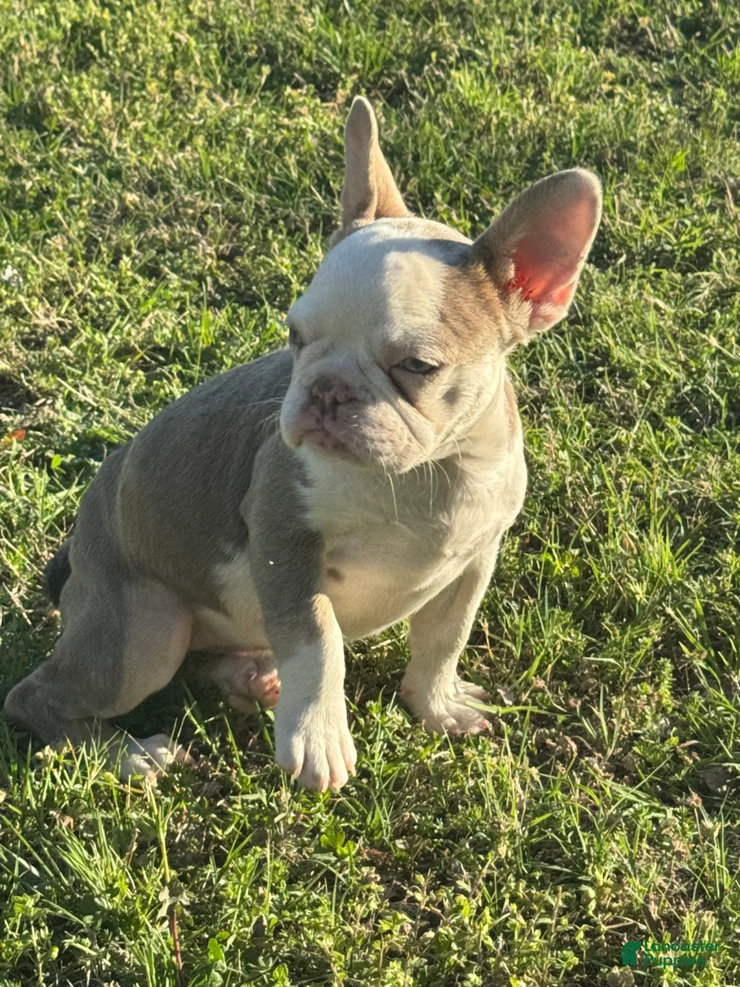 French Bulldog dogs for sale: French Bulldog Puppy 4 - Ad 2