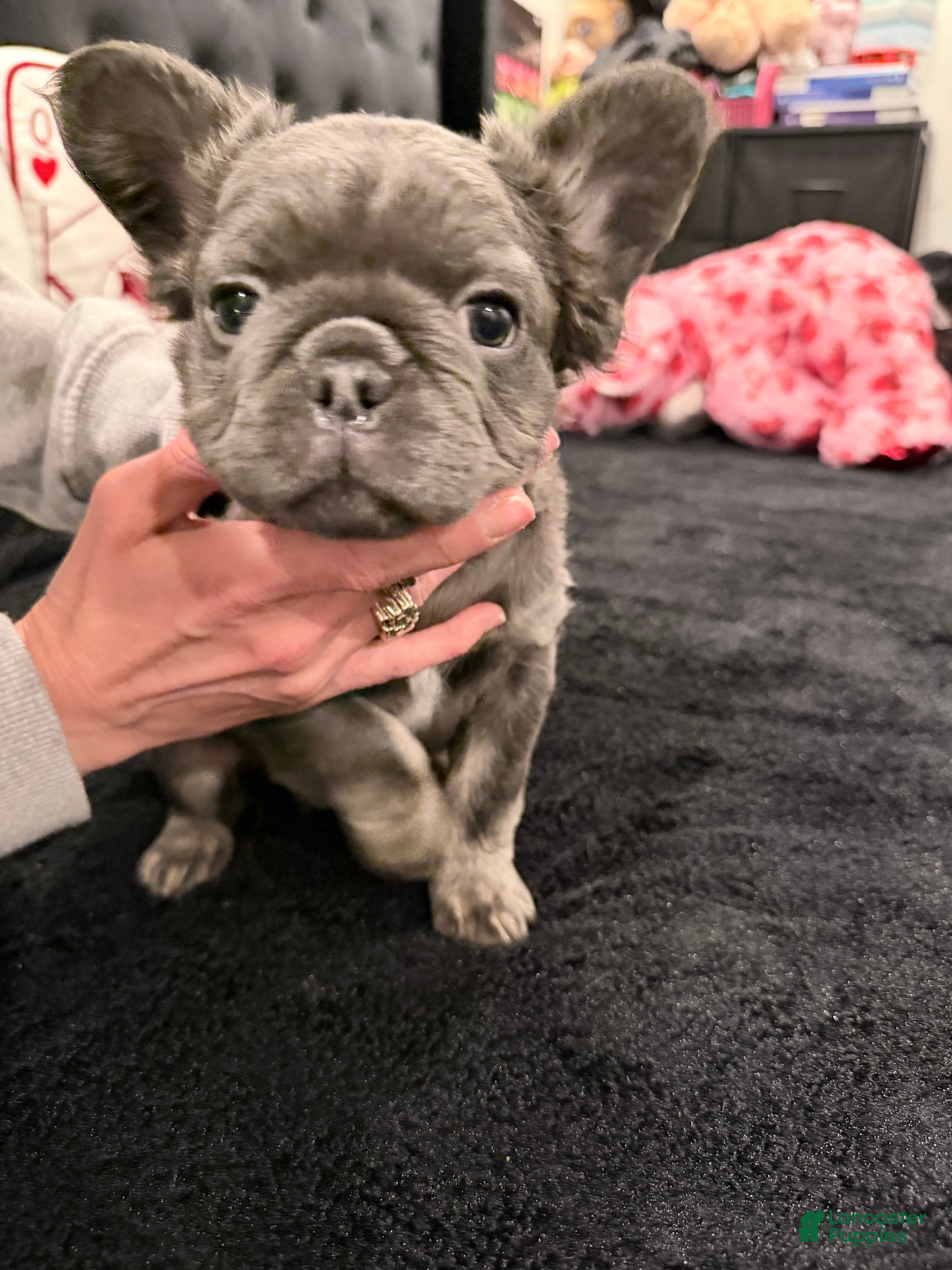 French Bulldog dogs French Bulldog Puppy 2 - Ad 29