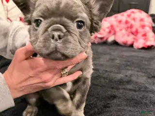 French Bulldog dogs French Bulldog Puppy 2 - Ad 38