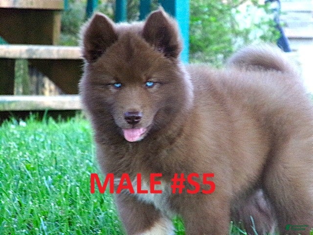 Siberian Husky dogs  S5 - Ad 1
