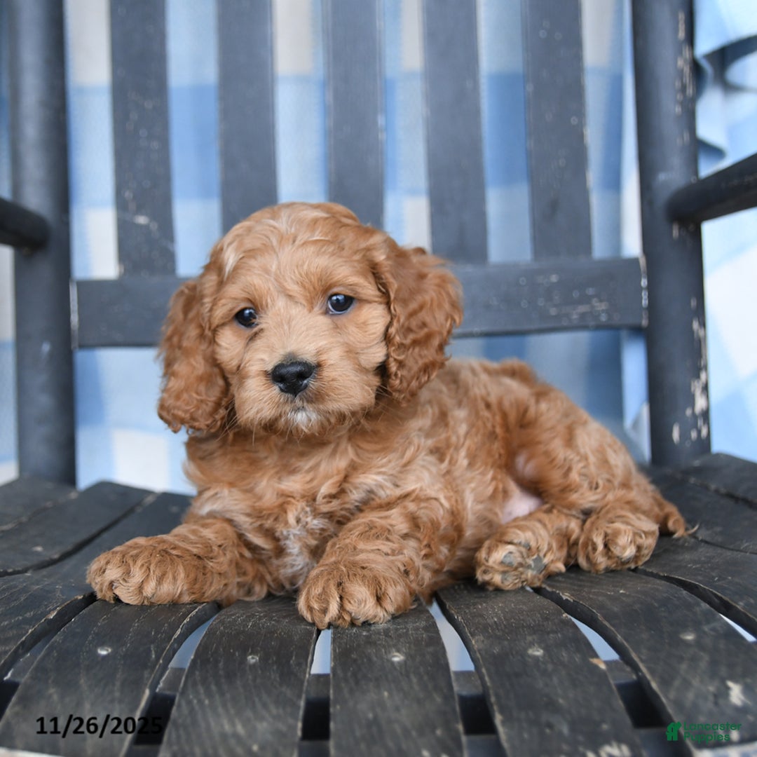 Cockapoo dogs for sale: Rascal - Ad 2