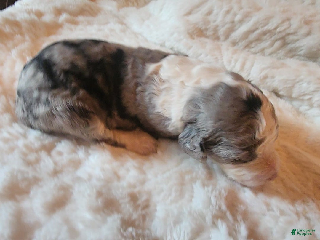 Mixed Breed dogs for sale: Lilly - Ad 5