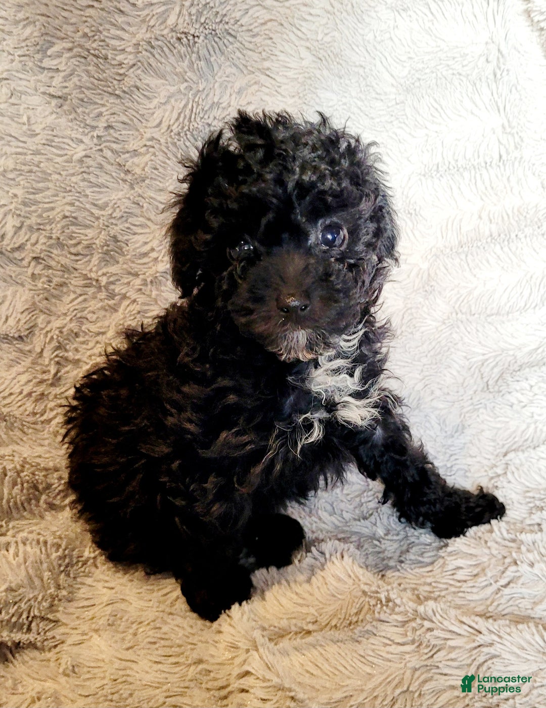 Miniature Poodle dogs for sale: Pepper  - Ad 7