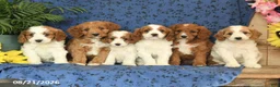 Cavapoo dogs for sale: Crissa - Ad 10