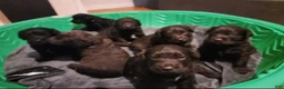 Labradoodle dogs for sale: Labradoodle 1 - Ad 4