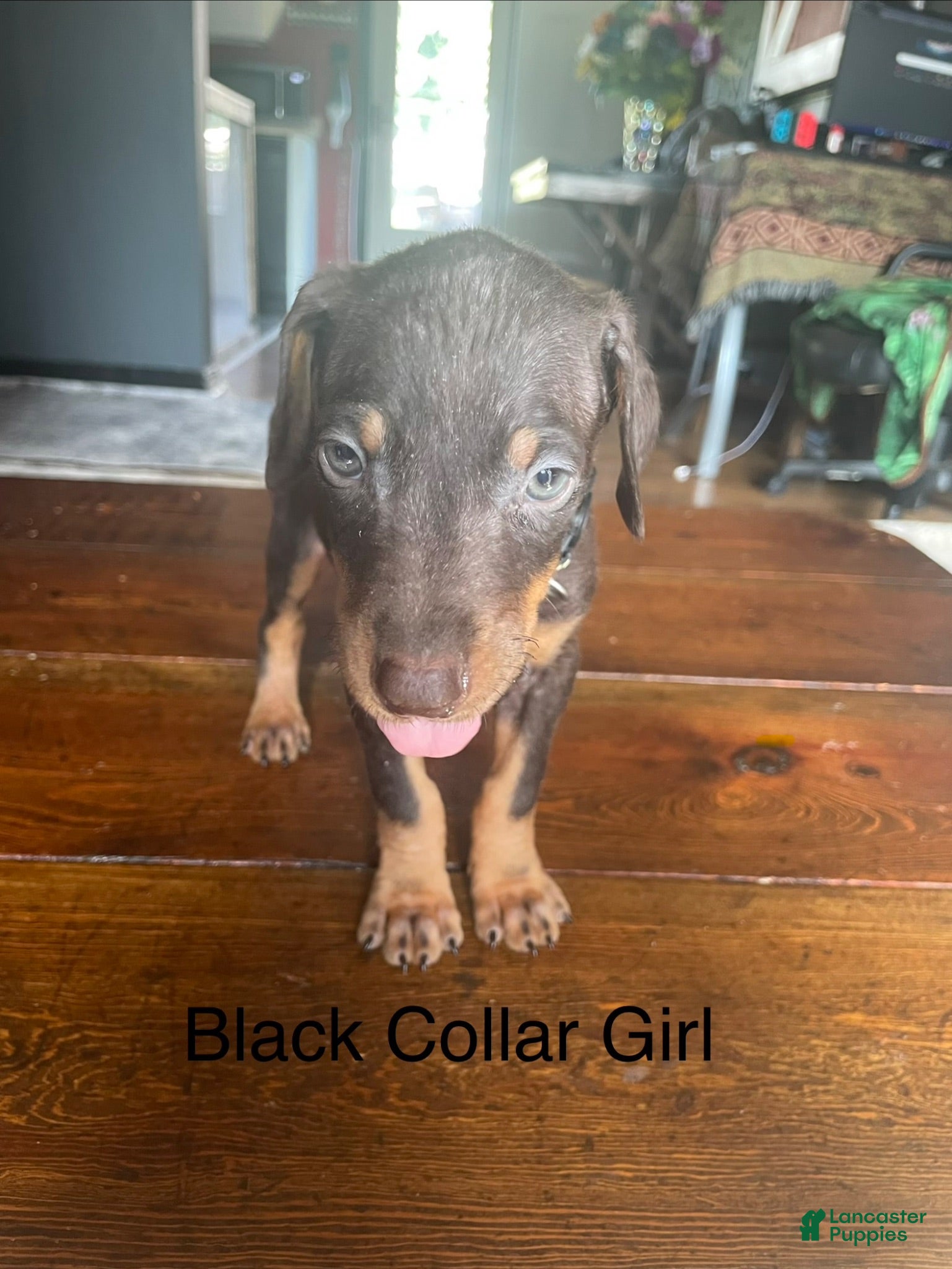 Doberman Pinscher dogs for sale: Doberman Pinscher 6 - Ad 2