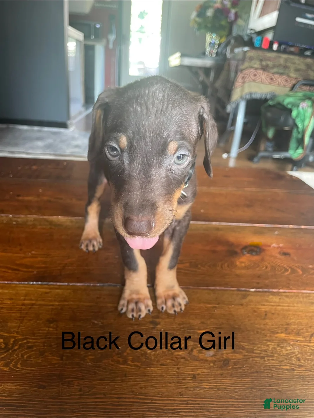 Doberman Pinscher dogs for sale: Doberman Pinscher 6 - Ad 1