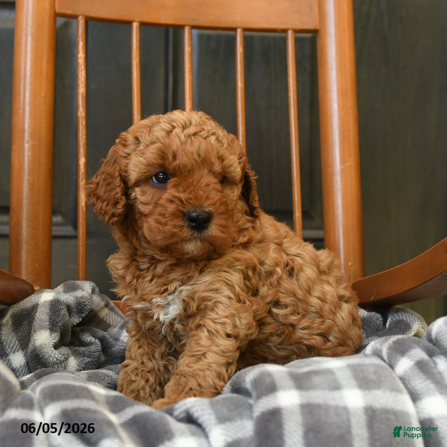 Miniature Poodle dogs Hershey - Ad 2
