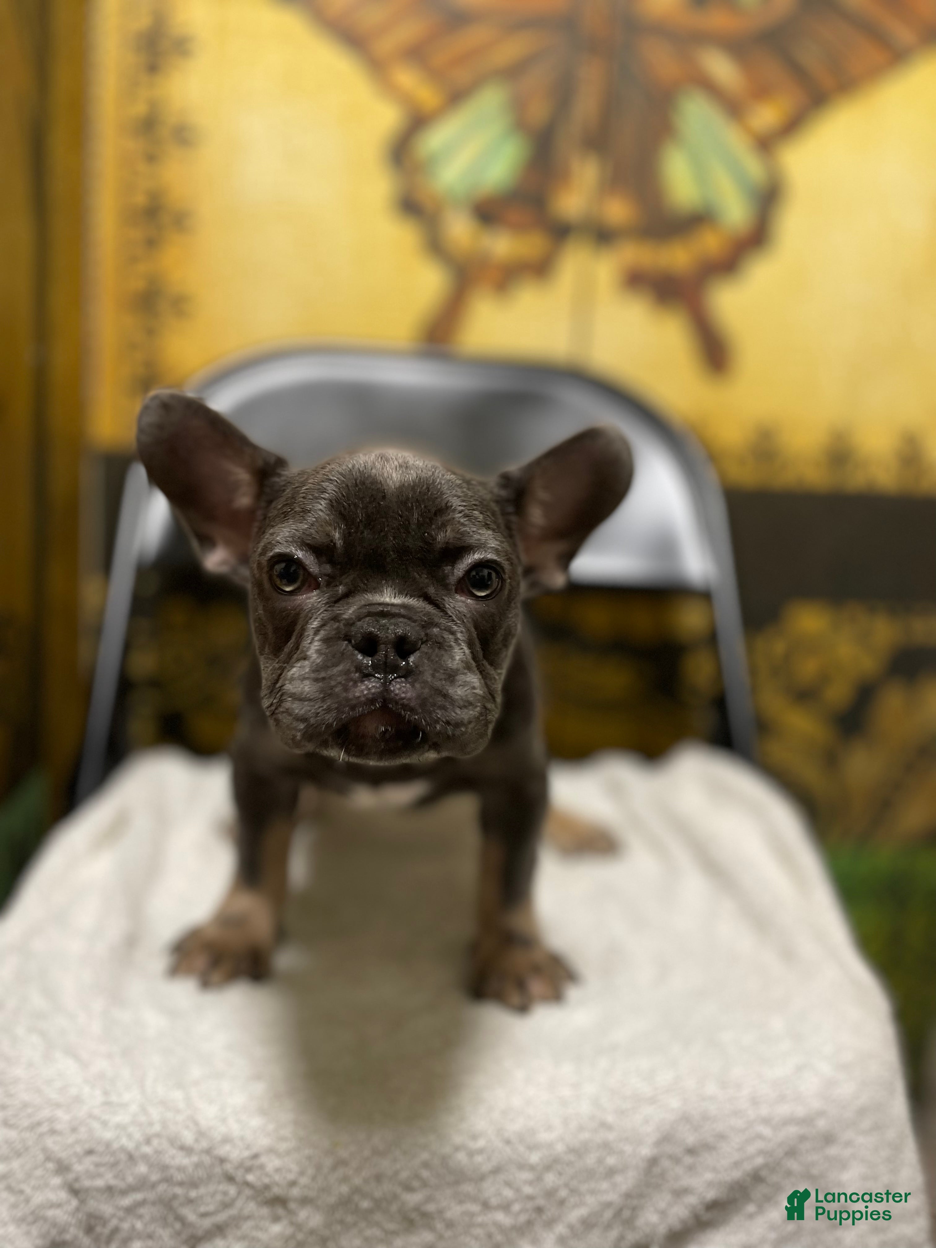 French Bulldog dogs French Bulldog Puppy 1 - Ad 8