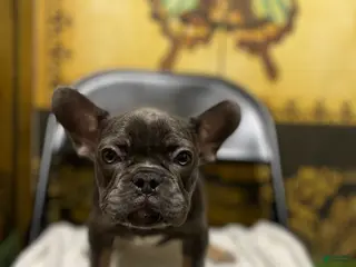 French Bulldog dogs French Bulldog Puppy 1 - Ad 8