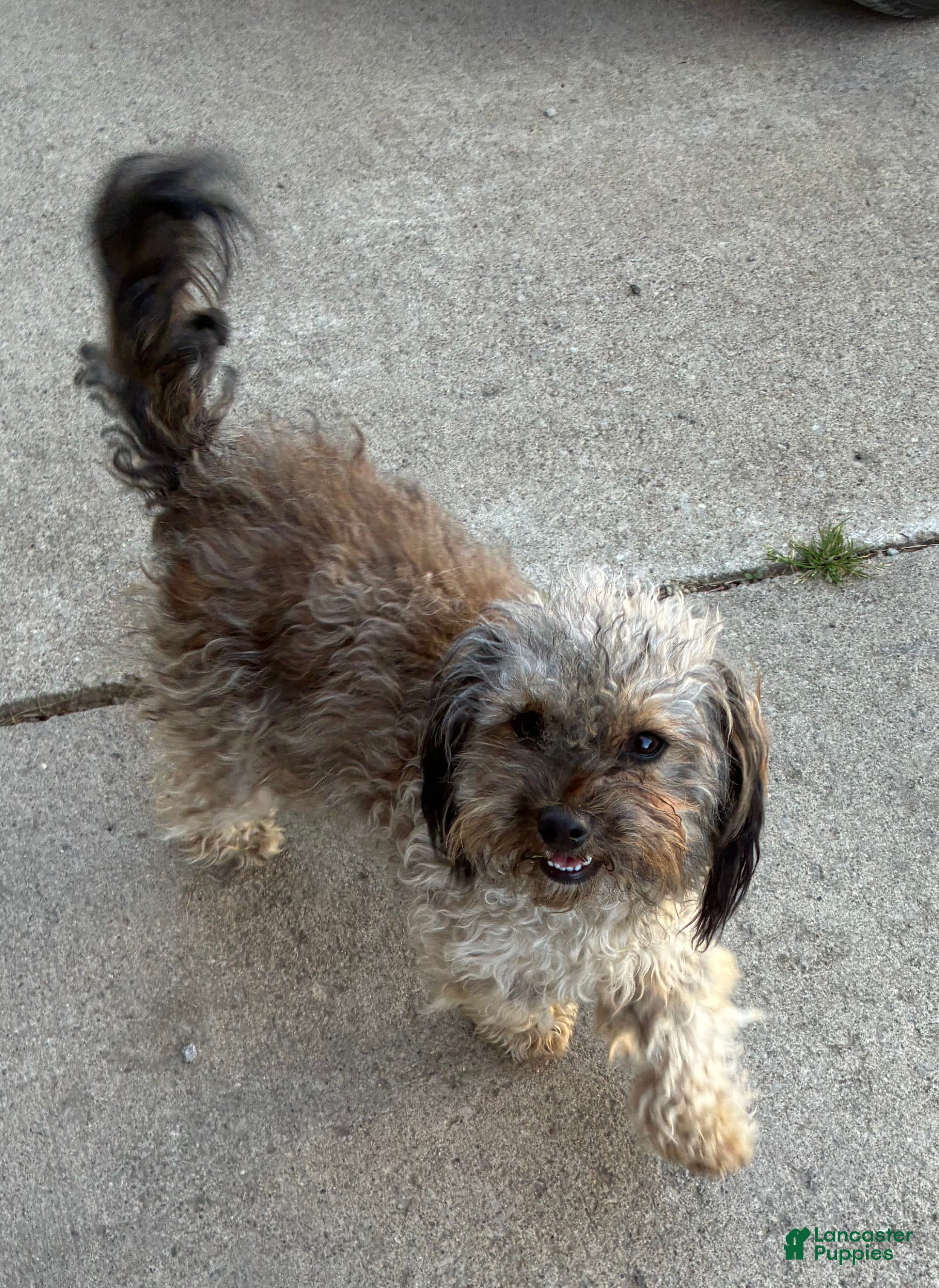 Chipoo dogs Bouncy - Ad 2