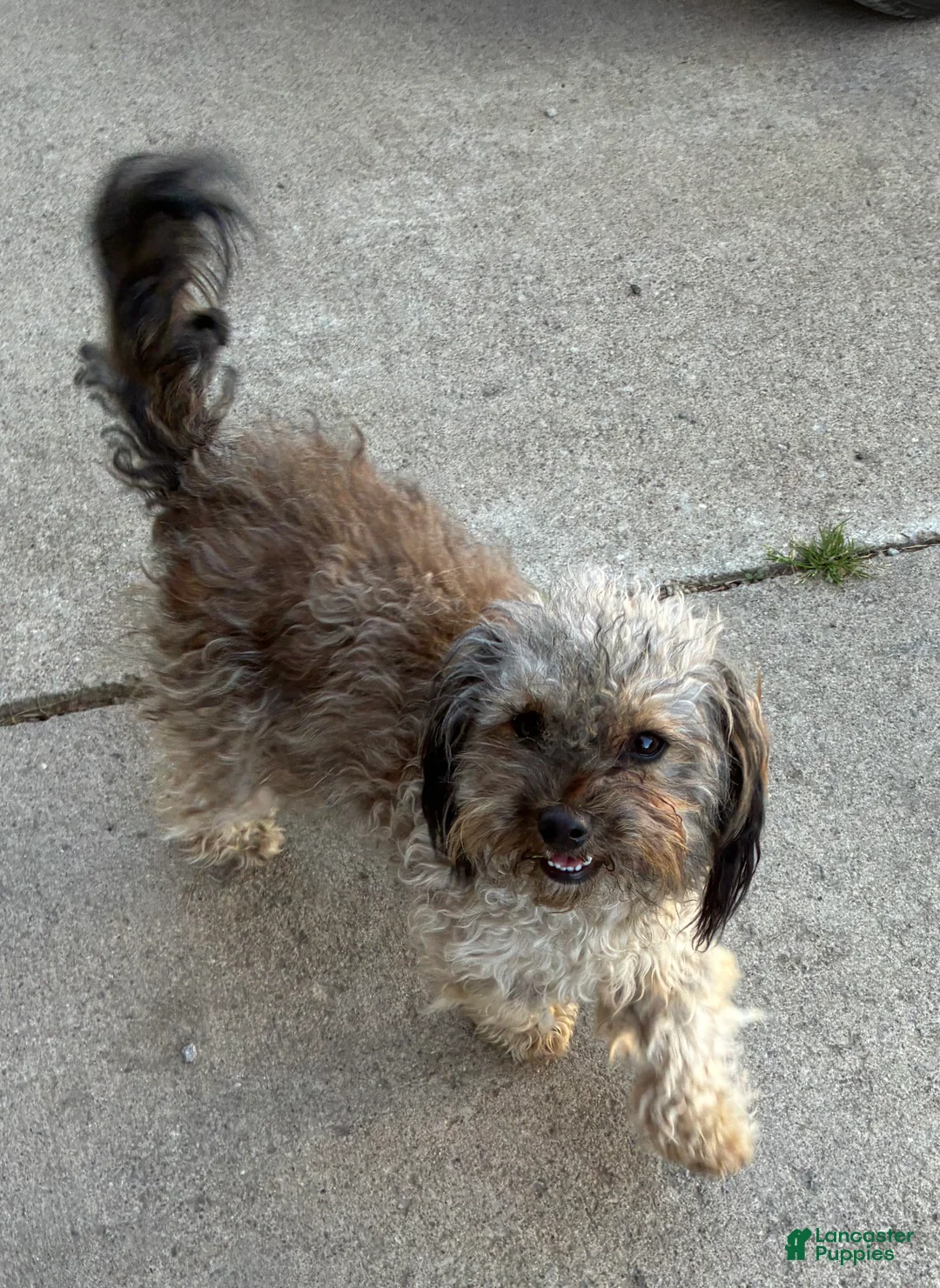Chipoo dogs for sale: Bouncy - Ad 1
