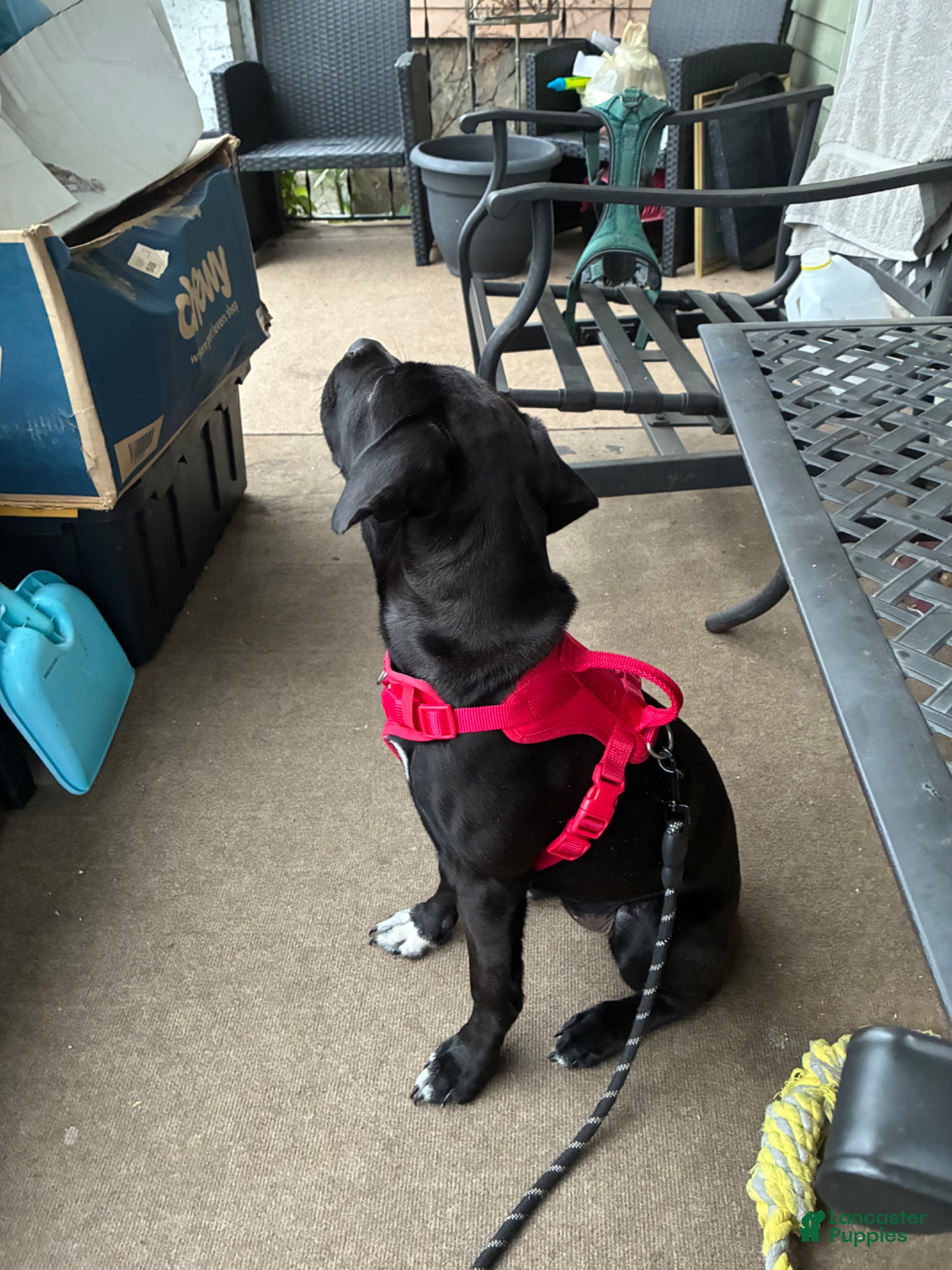 Mixed Breed dogs for sale: Kanesley - Ad 2