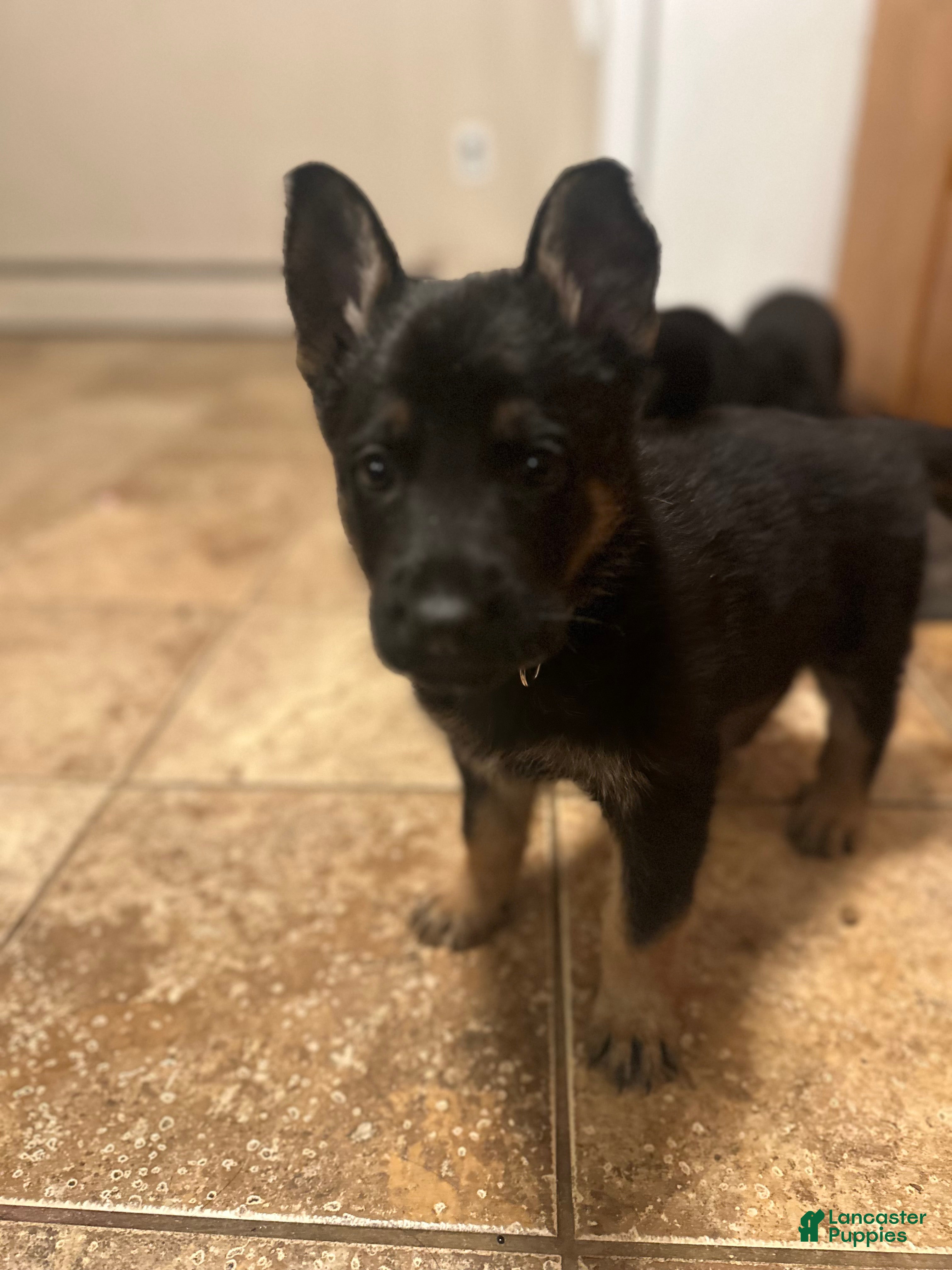 German Shepherd dogs Gabe - Ad 32