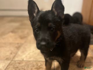 German Shepherd dogs Gabe - Ad 32