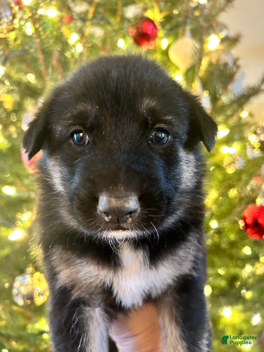 Mixed Breed dogs for sale: Mixed Breed Puppy 2 - Ad 2