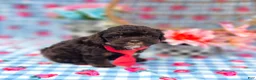 Havapoo dogs for sale: Waylon  - Ad 3