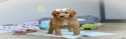 Standard Poodle dogs for sale: Nala AKC - Ad 3