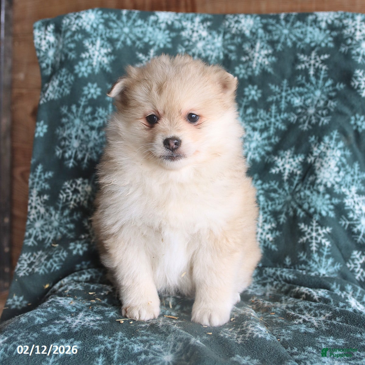 Pomsky dogs Leo - Ad 2