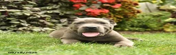 Cane Corso dogs for sale: Lucy  - Ad 4