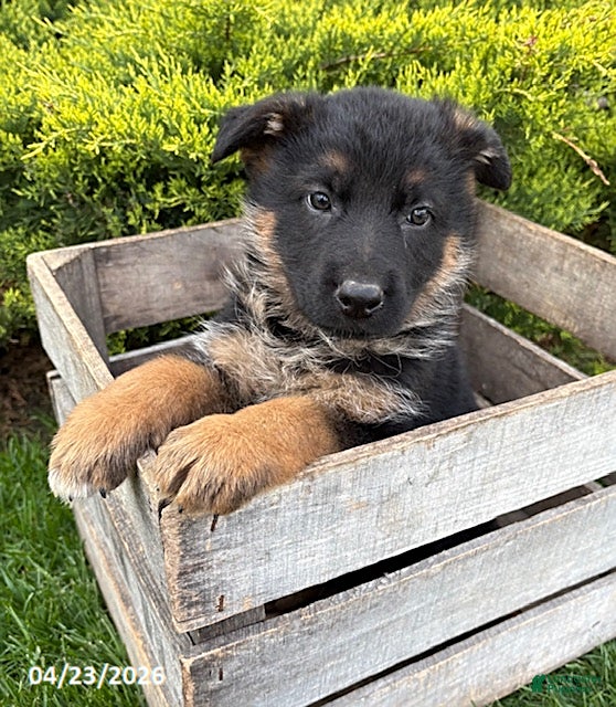 German Shepherd dogs Simba - Ad 1