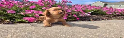 Miniature Dachshund dogs for sale: Hope - Ad 7